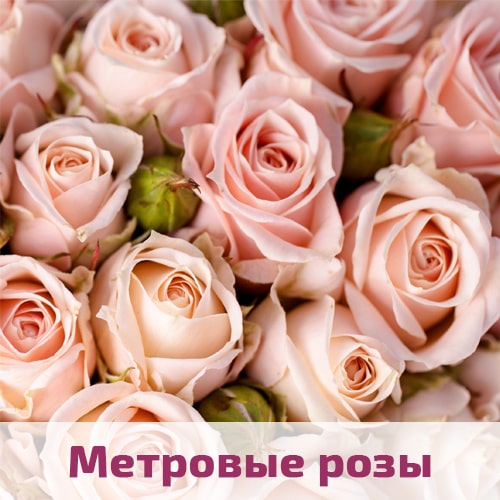 Розовые розы метровые