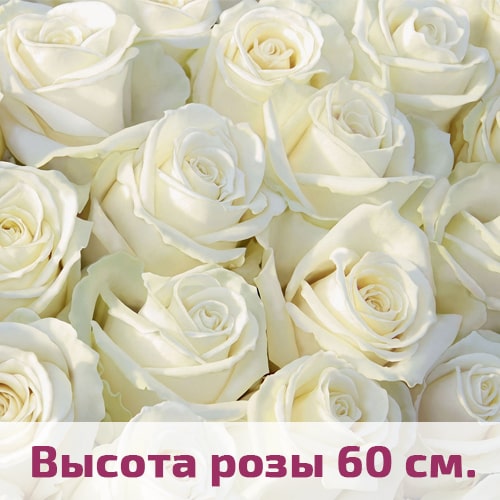 Белые розы 60 см.