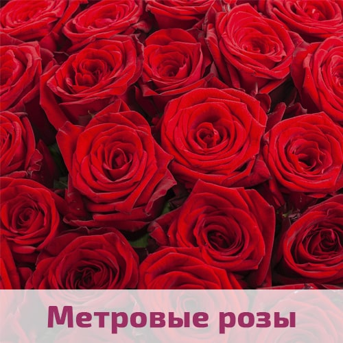 Красные розы метровые