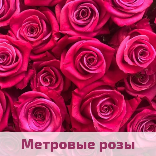 Малиновые розы метровые