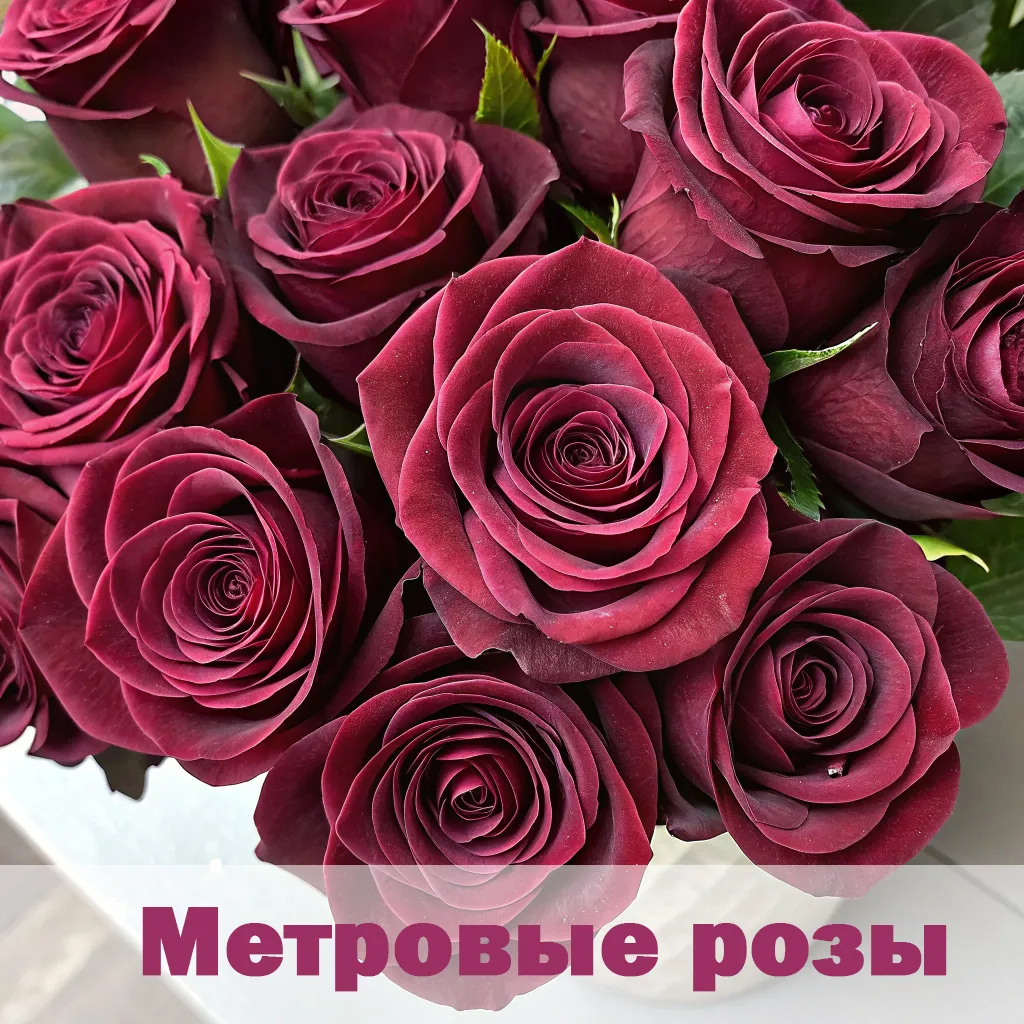 Бордовые розы метровые
