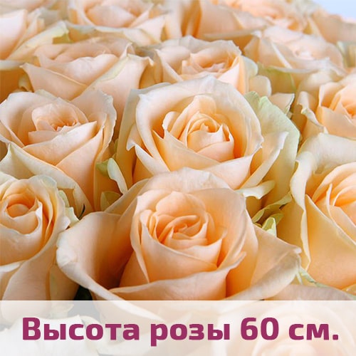 Кремовые розы 60 см.