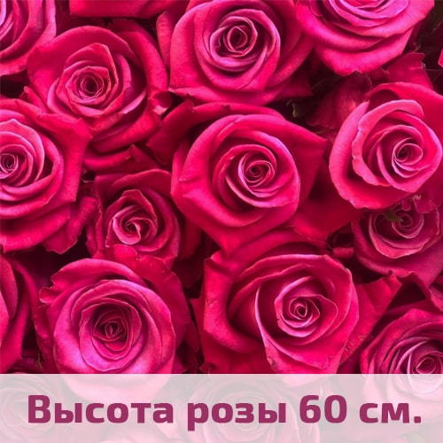 Малиновые розы 60 см.