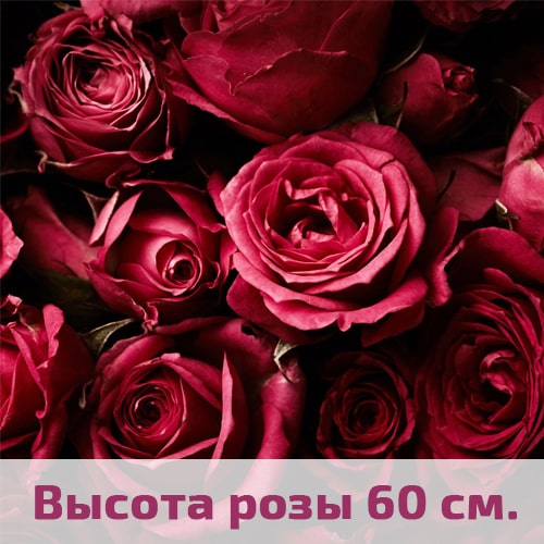 Бордовые розы 60 см.