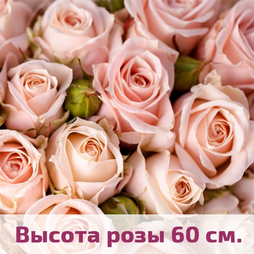 Розовые розы 60 см.