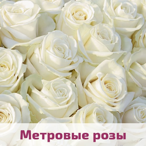 Белые розы метровые