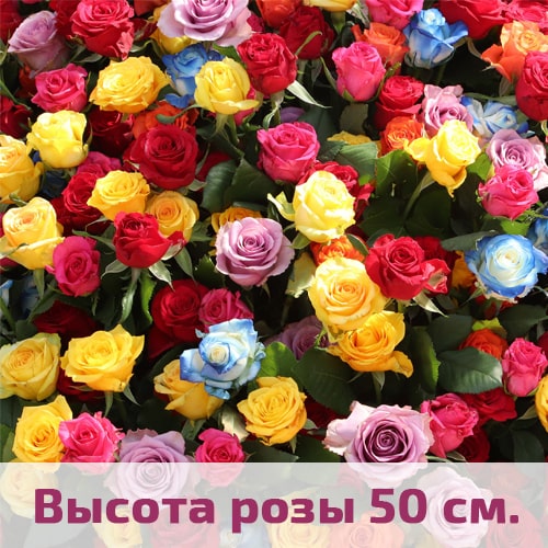 Цветные розы 50 см.