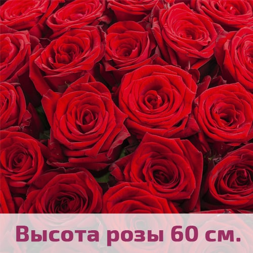Красные розы 60 см.